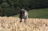 BOUVIER DES ARDENNES 231
